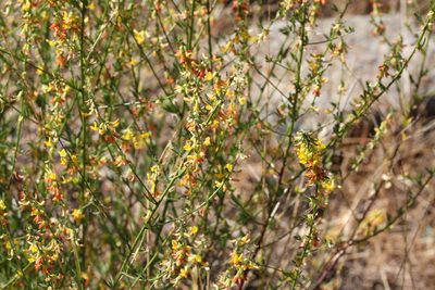 Acmispon glaber, photographed by Nicholas Wei