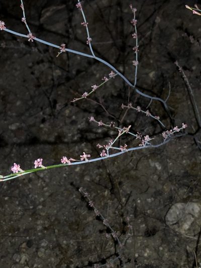 Eriogonum cithariforme, photographed by Lightning Star Sky / Skyler Noah Wall