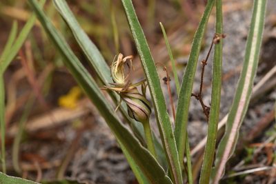 Nothocalais troximoides, photographed by Braden J. Judson