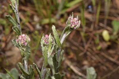 Antennaria rosea, photographed by Braden J. Judson