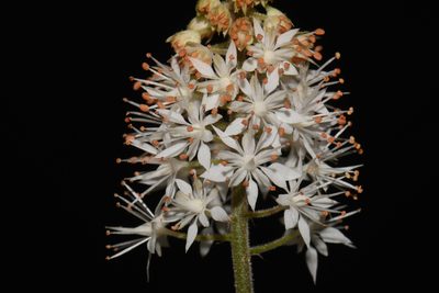 Tiarella nautila, photographed by Brian Finzel