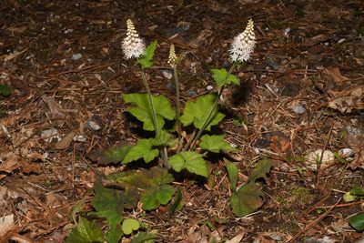 Tiarella nautila, photographed by Brian Finzel
