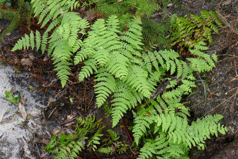 Histiopteris incisa, photographed by Gary Williams