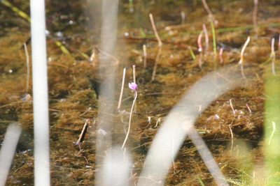 Utricularia purpurea