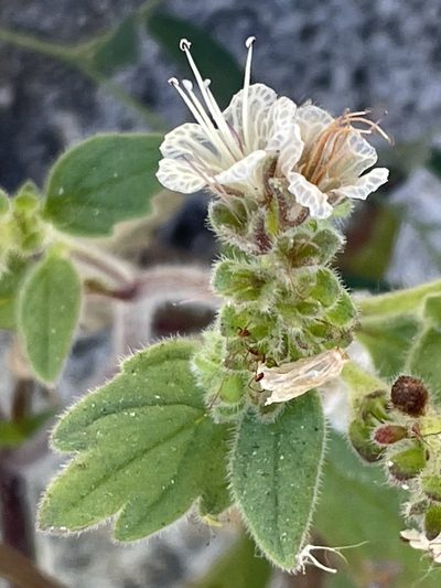 Phacelia grisea, photographed by Irene