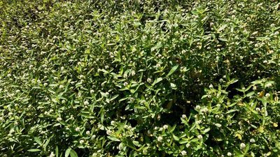 Alternanthera philoxeroides, photographed by Rick_Larimore
