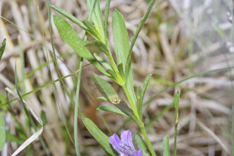 Dyschoriste linearis, photographed by Michelle W. （鍾偉瑋）