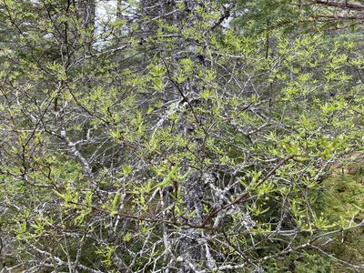 Ilex mucronata, photographed by Mary E. Macaulay, P.Eng.