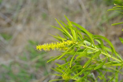 Stillingia texana, photographed by Michelle W. （鍾偉瑋）