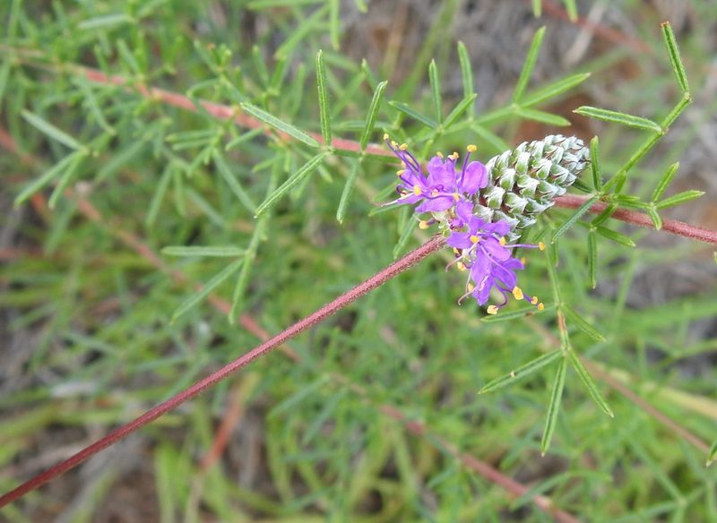 Dalea tenuis, photographed by saltyhiker