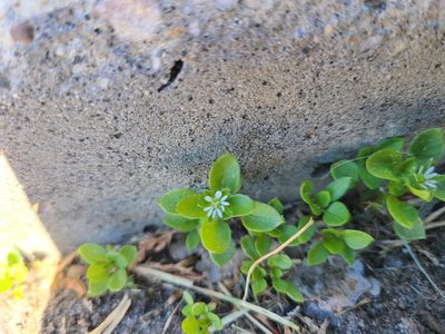 Stellaria media, photographed by Celina Waldron