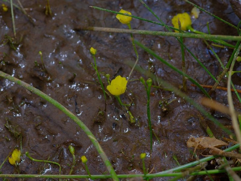 Utricularia gibba, photographed by Michelle W. （鍾偉瑋）