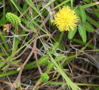Neptunia lutea, photographed by saltyhiker