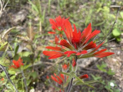 Castilleja coccinea, photographed by Margaret Northfield