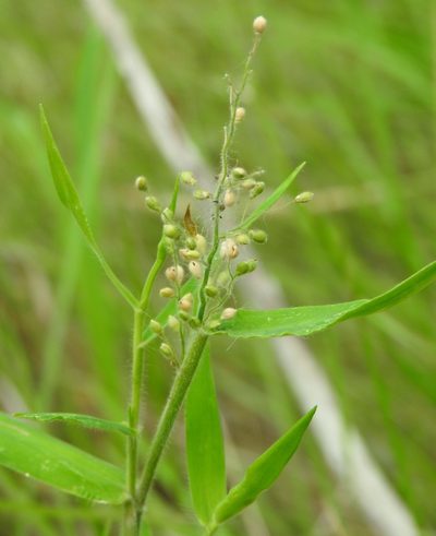 Dichanthelium oligosanthes, photographed by saltyhiker