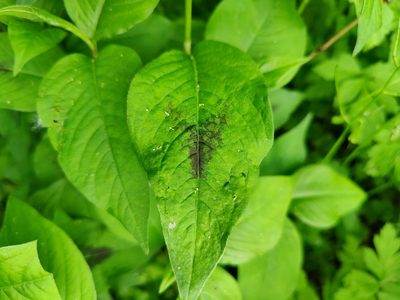Persicaria virginiana, photographed by Gus