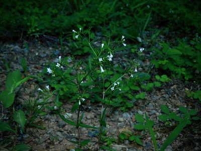 Houstonia purpurea, photographed by Michael J. Papay