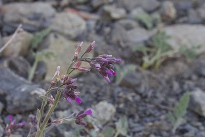 Boechera subpinnatifida, photographed by Arvel Hernandez