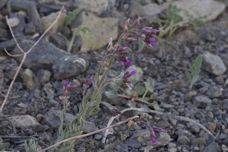 Boechera subpinnatifida, photographed by Arvel Hernandez