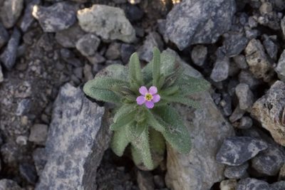 Microsteris gracilis, photographed by Arvel Hernandez