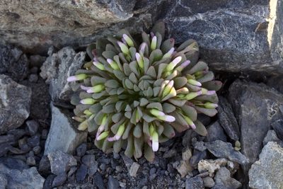 Claytonia saxosa, photographed by Arvel Hernandez