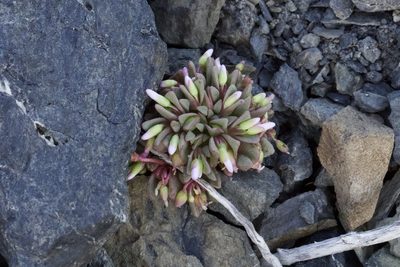 Claytonia saxosa, photographed by Arvel Hernandez
