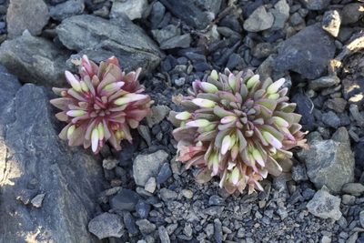 Claytonia saxosa, photographed by Arvel Hernandez