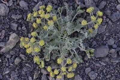 Lomatium macrocarpum, photographed by Arvel Hernandez