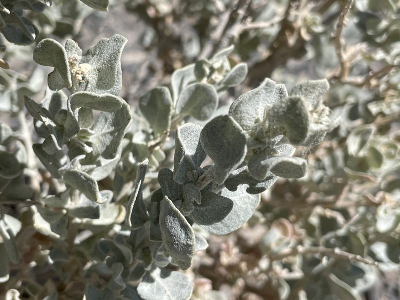 Atriplex confertifolia, photographed by Bobby McCabe