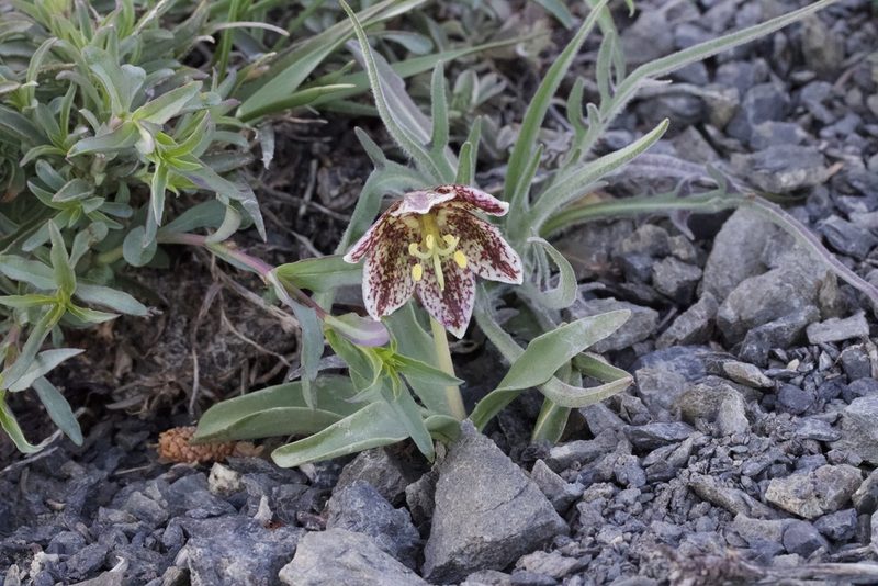 Fritillaria purdyi, photographed by Arvel Hernandez