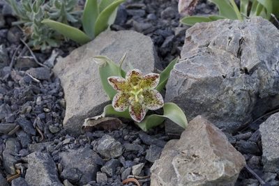 Fritillaria purdyi, photographed by Arvel Hernandez