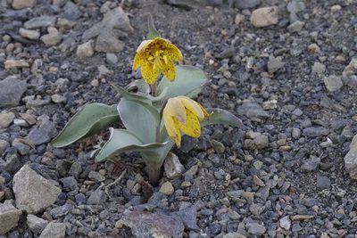 Fritillaria glauca, photographed by Arvel Hernandez