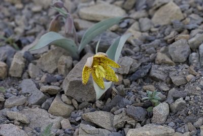Fritillaria glauca, photographed by Arvel Hernandez
