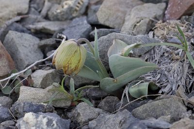 Fritillaria glauca, photographed by Arvel Hernandez