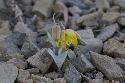 Fritillaria glauca, photographed by Arvel Hernandez