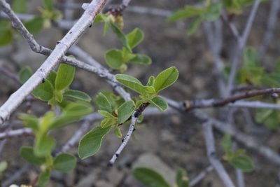 Prunus emarginata, photographed by Arvel Hernandez