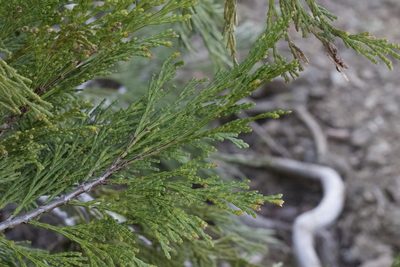 Calocedrus decurrens, photographed by Arvel Hernandez