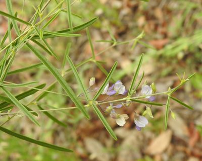 Pediomelum linearifolium, photographed by saltyhiker