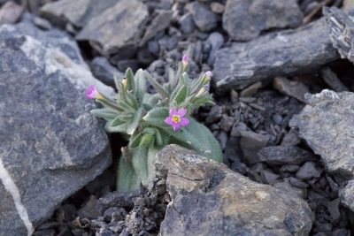 Microsteris gracilis, photographed by Arvel Hernandez