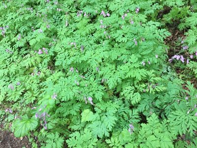 Dicentra formosa, photographed by trish2738