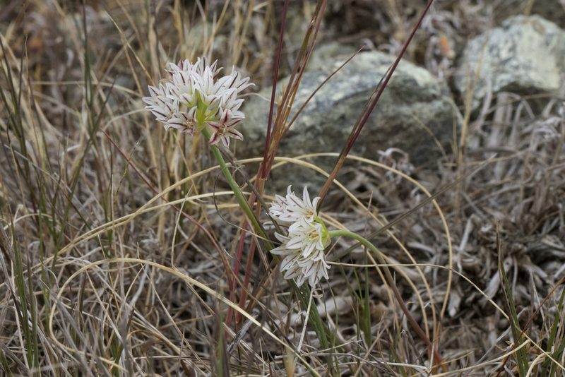 Allium lacunosum, photographed by Arvel Hernandez
