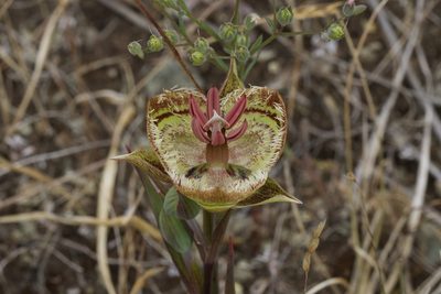 Calochortus tiburonensis, photographed by Arvel Hernandez