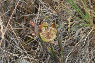 Calochortus tiburonensis, photographed by Arvel Hernandez