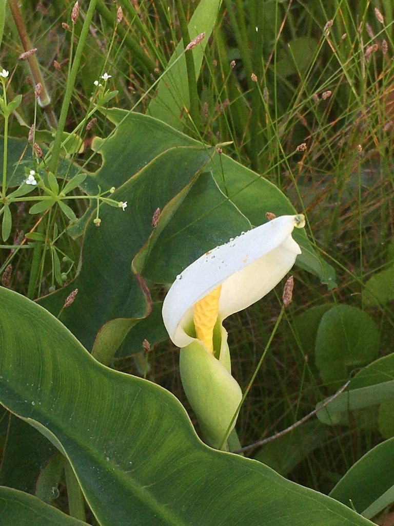 Peltandra sagittifolia, photographed by harrier
