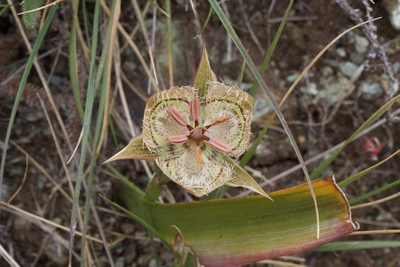 Calochortus tiburonensis, photographed by Arvel Hernandez