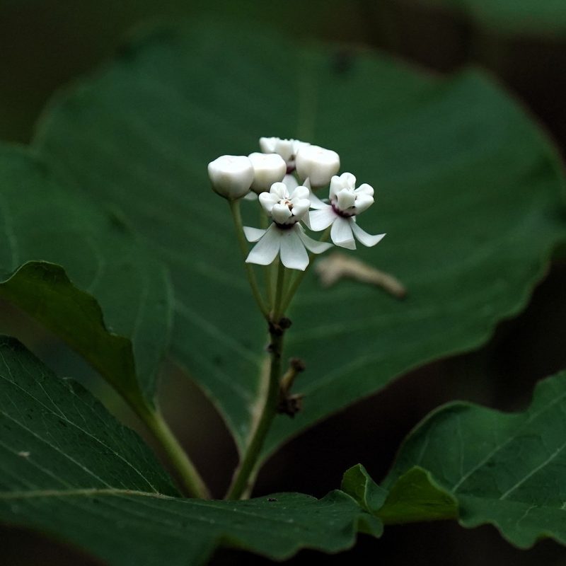 Asclepias variegata, photographed by Daniel S. Katz