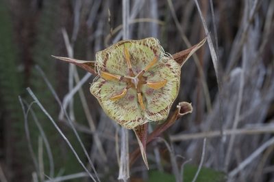 Calochortus tiburonensis, photographed by Arvel Hernandez