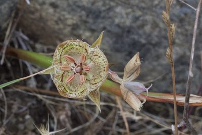 Calochortus tiburonensis, photographed by Arvel Hernandez