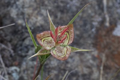 Calochortus tiburonensis, photographed by Arvel Hernandez