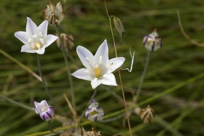 Triteleia peduncularis, photographed by Arvel Hernandez